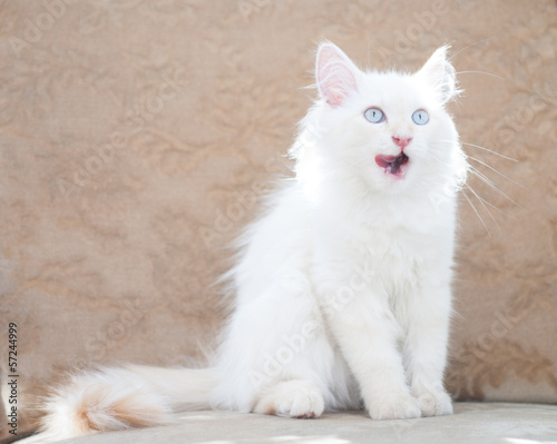 Photo: White cat White cat