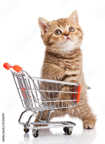 Photo: british cat with shopping cart isolated on white. kitten osolate british cat with shopping cart isolated on white. kitten osolate