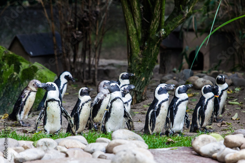 Photo: Penguins Penguins