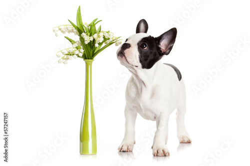Photo: French bulldog portrait on a white background. French bulldog portrait on a white background.