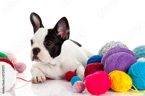 Photo: French Bulldog puppy with a wool balls isolated on white backgr French Bulldog puppy with a wool balls isolated on white backgr