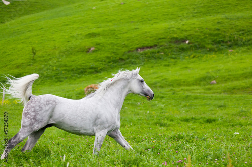 Photo: Gray Arab horse gallops on a green meadow Gray Arab horse gallops on a green meadow