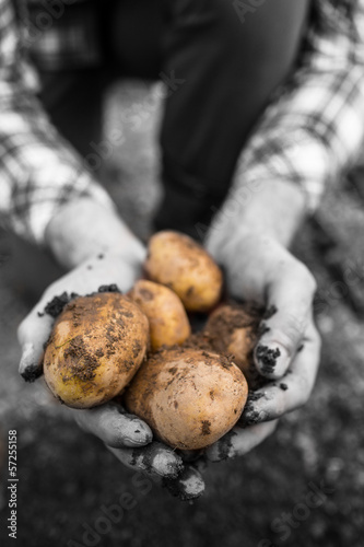 Photo: Farmers hands showing freshly dug potatoes Farmers hands showing freshly dug potatoes
