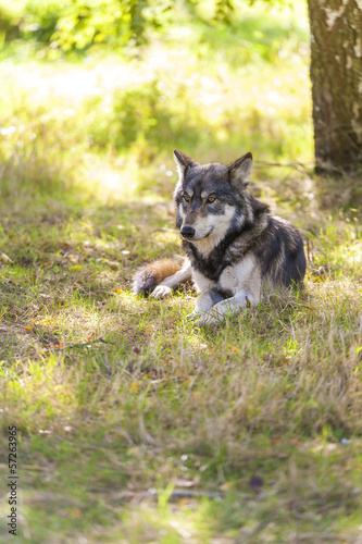 Photo: North American Gray Wolf, Canis Lupus North American Gray Wolf, Canis Lupus