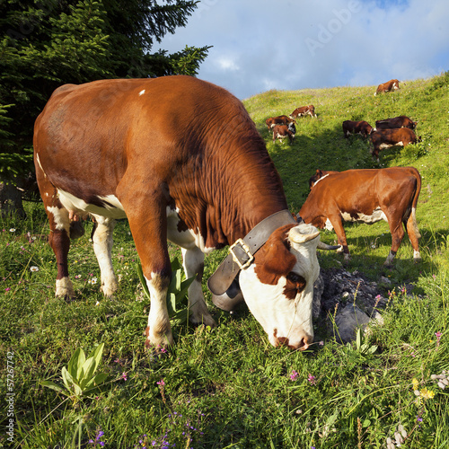 Photo: Cow in french alps landscape under sunlight Cow in french alps landscape under sunlight