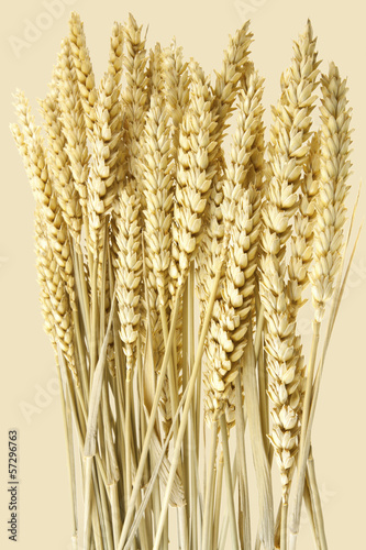 Photo: épis de blé épis de blé