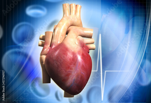 Illustration: human heart human heart