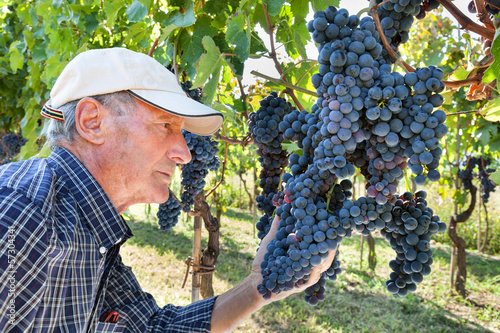 Photo: Wine maker checking grapes Wine maker checking grapes