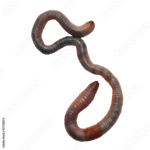 Photo: earthworm, earth worm isolated on white background earthworm, earth worm isolated on white background