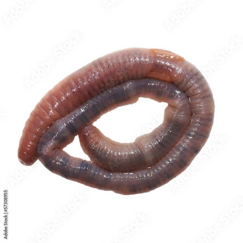 Photo: wet earthworm, earth worm isolated on white background wet earthworm, earth worm isolated on white background