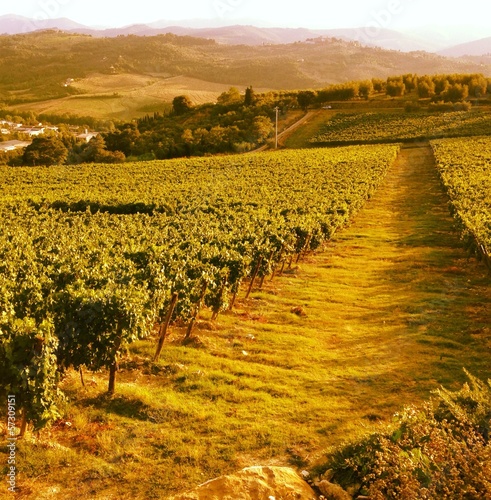 Instant Collection: Filare di viti in toscana Filare di viti in toscana