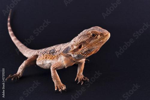 Photo: pogona pogona