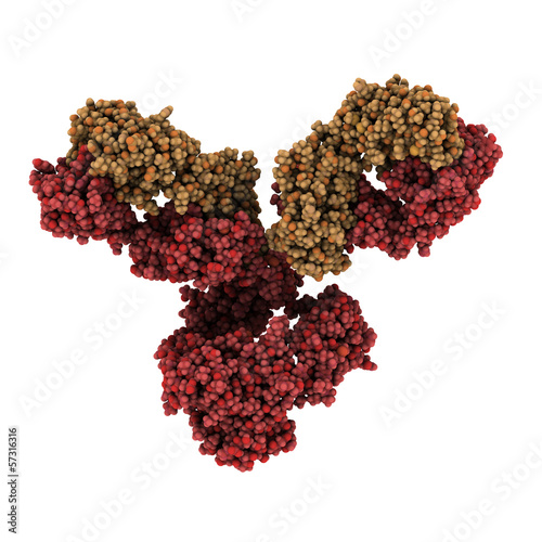 Illustration: IgG1 monoclonal antibody (immunoglobulin). IgG1 monoclonal antibody (immunoglobulin).