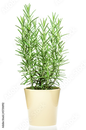Photo: Closeup of a rosemary branch in a light yellow pot Closeup of a rosemary branch in a light yellow pot