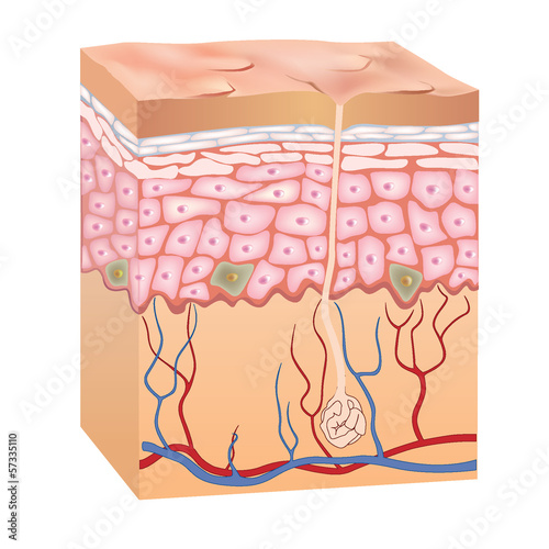 Illustration: Human skin structure. 3d illustration of epidermis anatomy Human skin structure. 3d illustration of epidermis anatomy