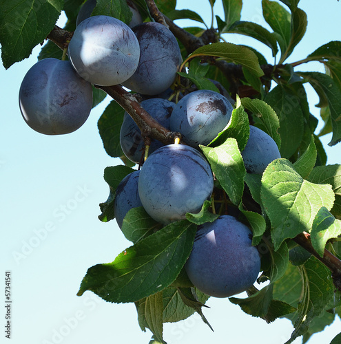 Photo: Plums 17 Plums 17