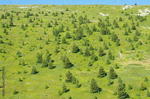 macedonian pine in the Pelister National Park, Republic of Macedonia