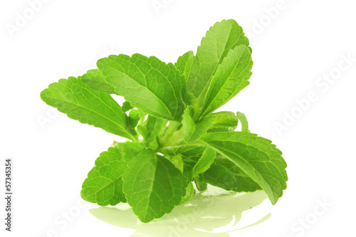 Photo: stevia herb closeup in white background stevia herb closeup in white background