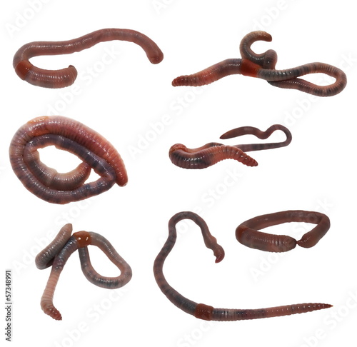 Photo: set earthworm isolated on white, ( common Asian earthworm ) set earthworm isolated on white, ( common Asian earthworm )