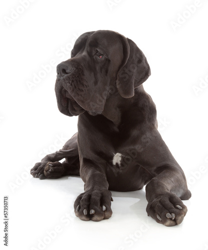 Photo: great dane great dane