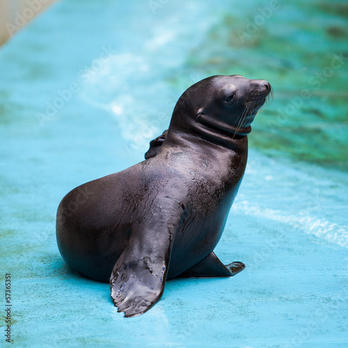 Photo: Sea Lion. Seal Sea Lion. Seal