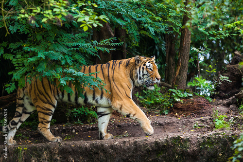 Photo: Tiger Tiger