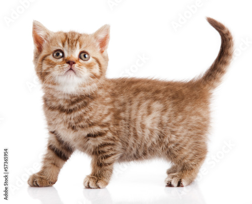 Photo: kitten on a white background kitten on a white background
