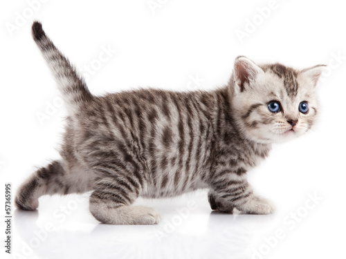 Photo: kitten on a white background kitten on a white background