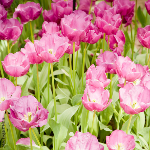 Photo: colorful tulips. colorful tulips.