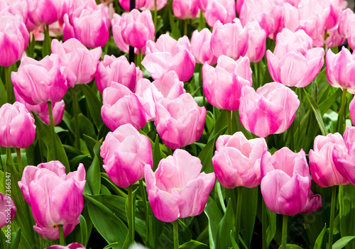 Photo: beautiful tulips field. Beautiful spring flowers. background of beautiful tulips field. Beautiful spring flowers. background of