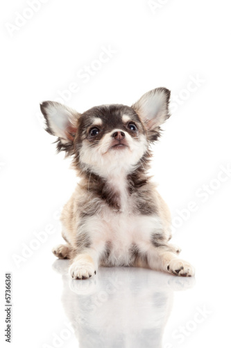 Photo: Chihuahua puppy. Cute Chihuahua dog on a white background. Chihuahua puppy. Cute Chihuahua dog on a white background.