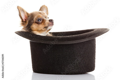 Photo: chihuahua puppy in a hat. chihuahua puppy in a hat.