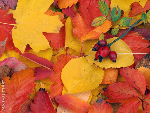 Photo: Autumn leaves Autumn leaves