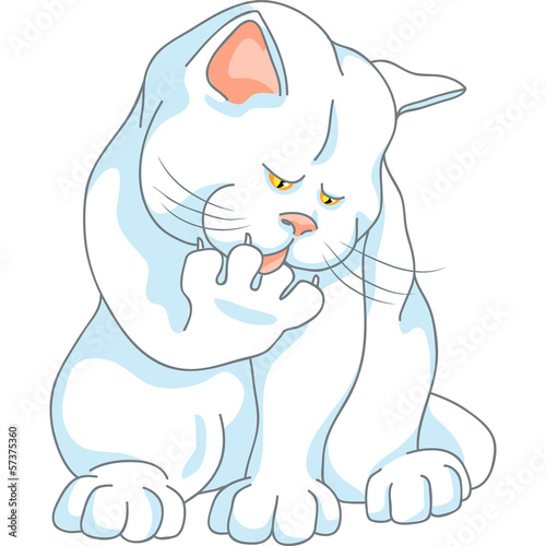Vector: vector cute white cat washes, licking his paw vector cute white cat washes, licking his paw