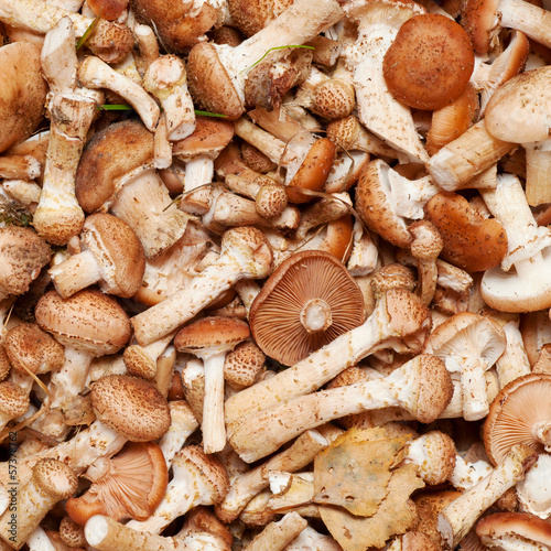 Photo: Mushrooms honey (Armillaria mellea) background Mushrooms honey (Armillaria mellea) background