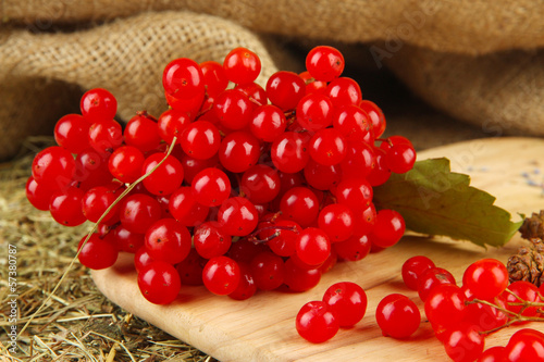 Photo: Red berries of viburnum Red berries of viburnum