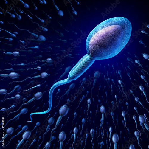 Illustration: Human Sperm Cell Human Sperm Cell