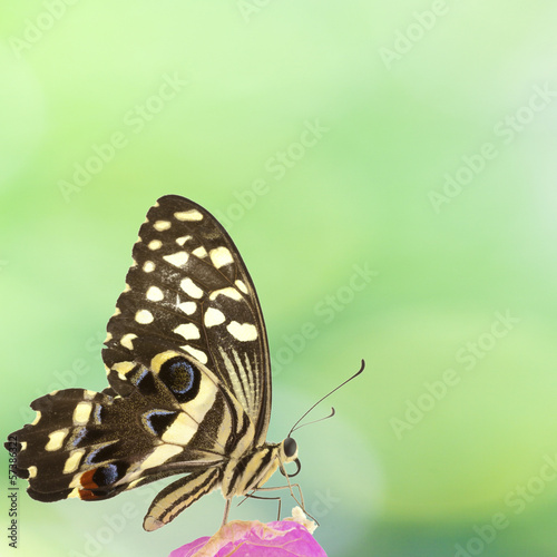 Photo: papillon sur fleur de bougainvillée papillon sur fleur de bougainvillée