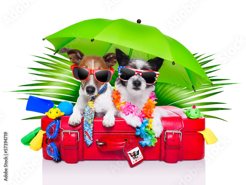 Photo: holiday dogs holiday dogs