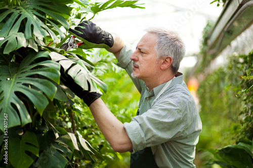 Photo: Greenhouse employee trimming a plant Greenhouse employee trimming a plant