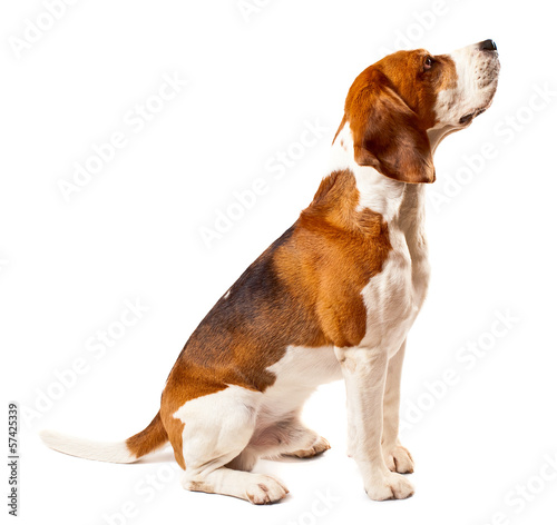 Photo: beagle on white beagle on white
