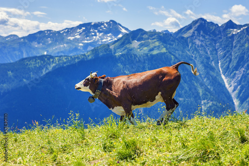 Photo: Cow running in french alps Cow running in french alps