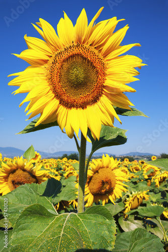 Photo: Sunflower and blue sky Sunflower and blue sky