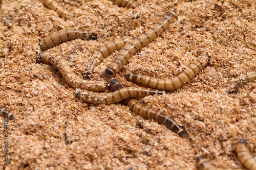 Photo: Mealworms Mealworms