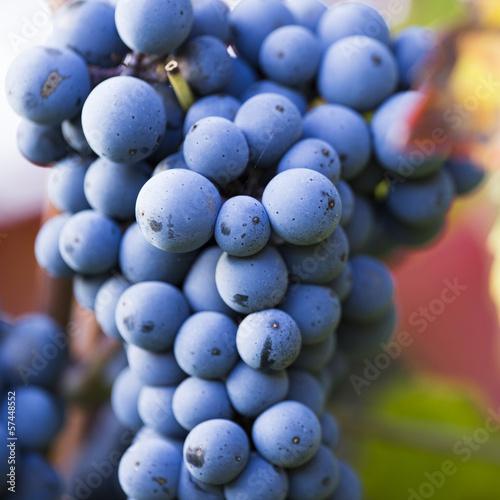 Photo: Wine grapes on a vine branch Wine grapes on a vine branch