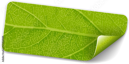 Vector: Label green leaf Label green leaf