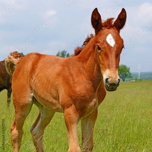Photo: Foal on a summer pasture Foal on a summer pasture