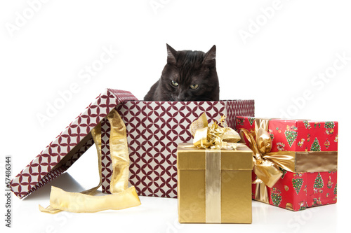 Photo: Katze als Weihnachtsgeschenk Katze als Weihnachtsgeschenk