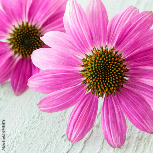 Photo: Echinacea Echinacea