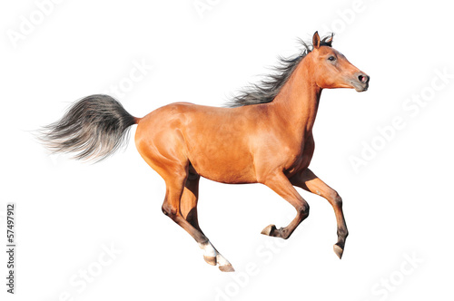 Photo: chestnut arab horse isolated on white chestnut arab horse isolated on white